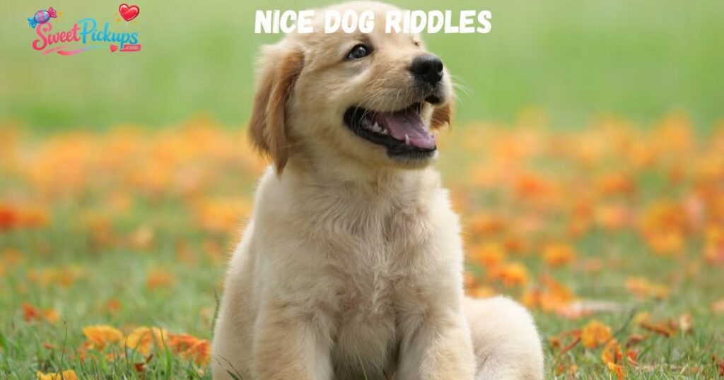 Nice Dog Riddles