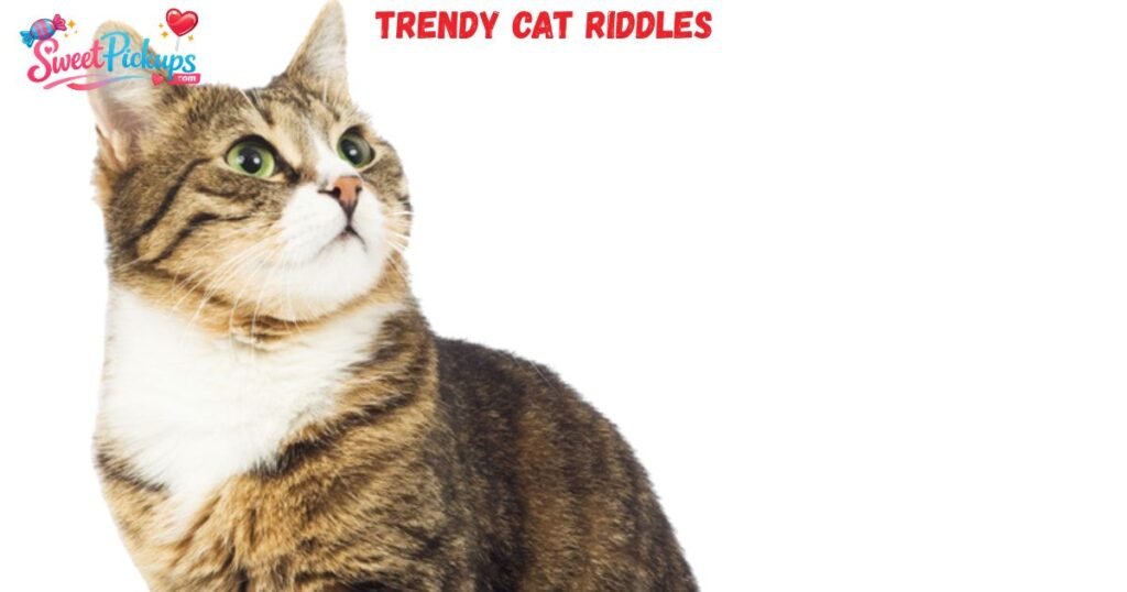 Trendy Cat Riddles