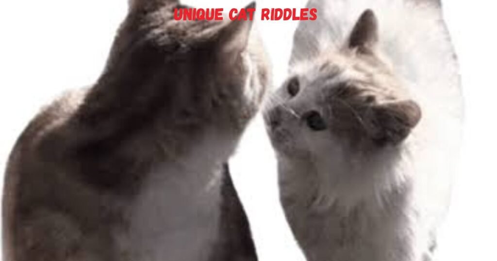 Unique Cat Riddles